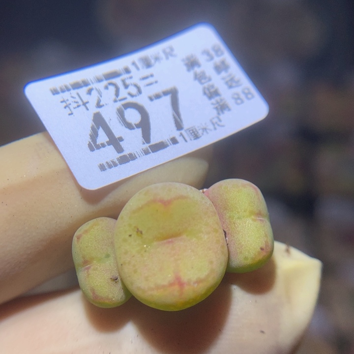 精品生石花225.497