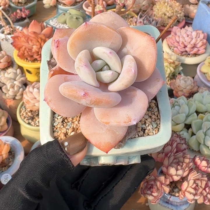 奶茶多肉含盆土 30元包邮 除偏远地区