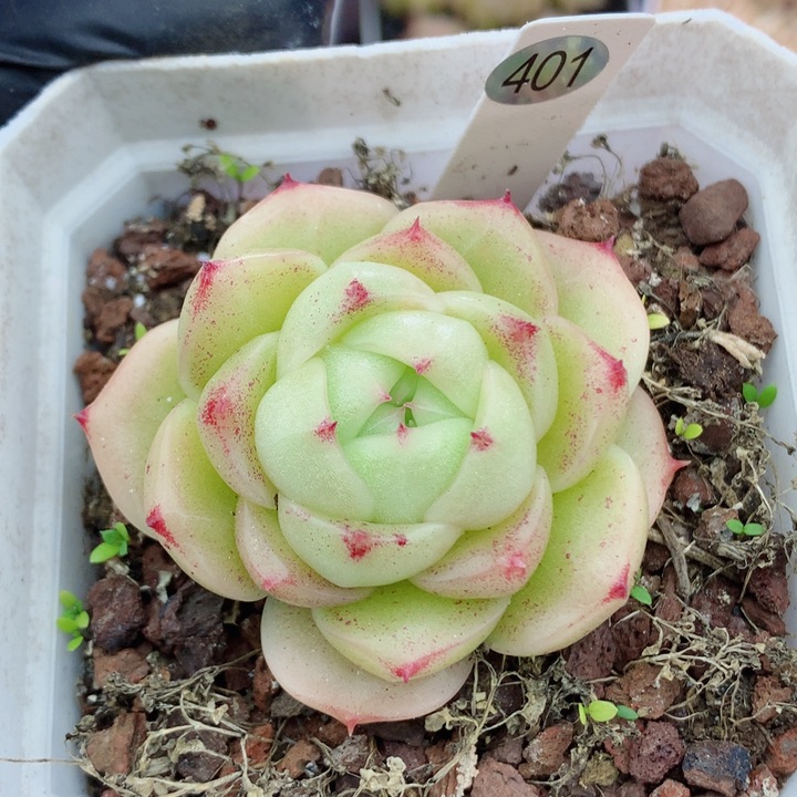 麦秆58包邮  群生不包整401