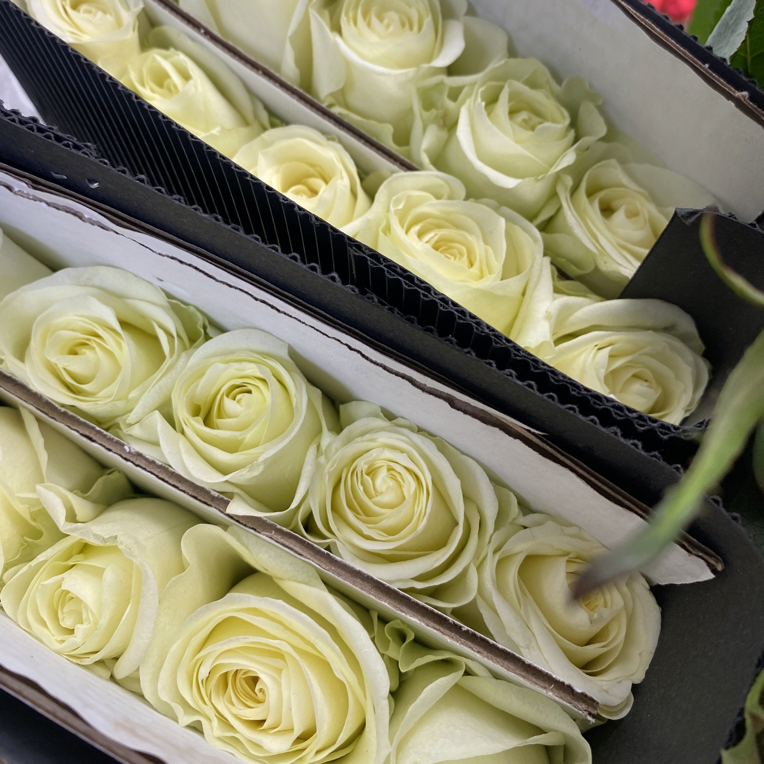 【测试白玫瑰】任意两单顺丰冷链包邮，0度以下必拍保温棉！