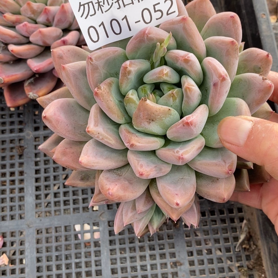 两单包邮0101-52婚戒