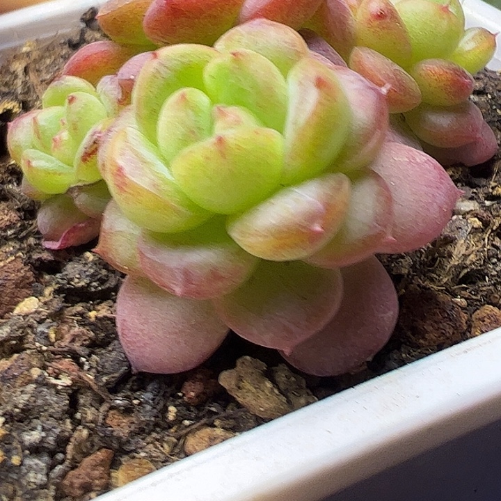 四头麦秆小群11111