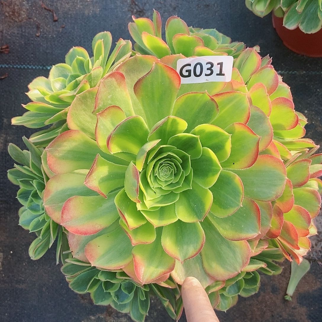 红陶031奶白5多肉