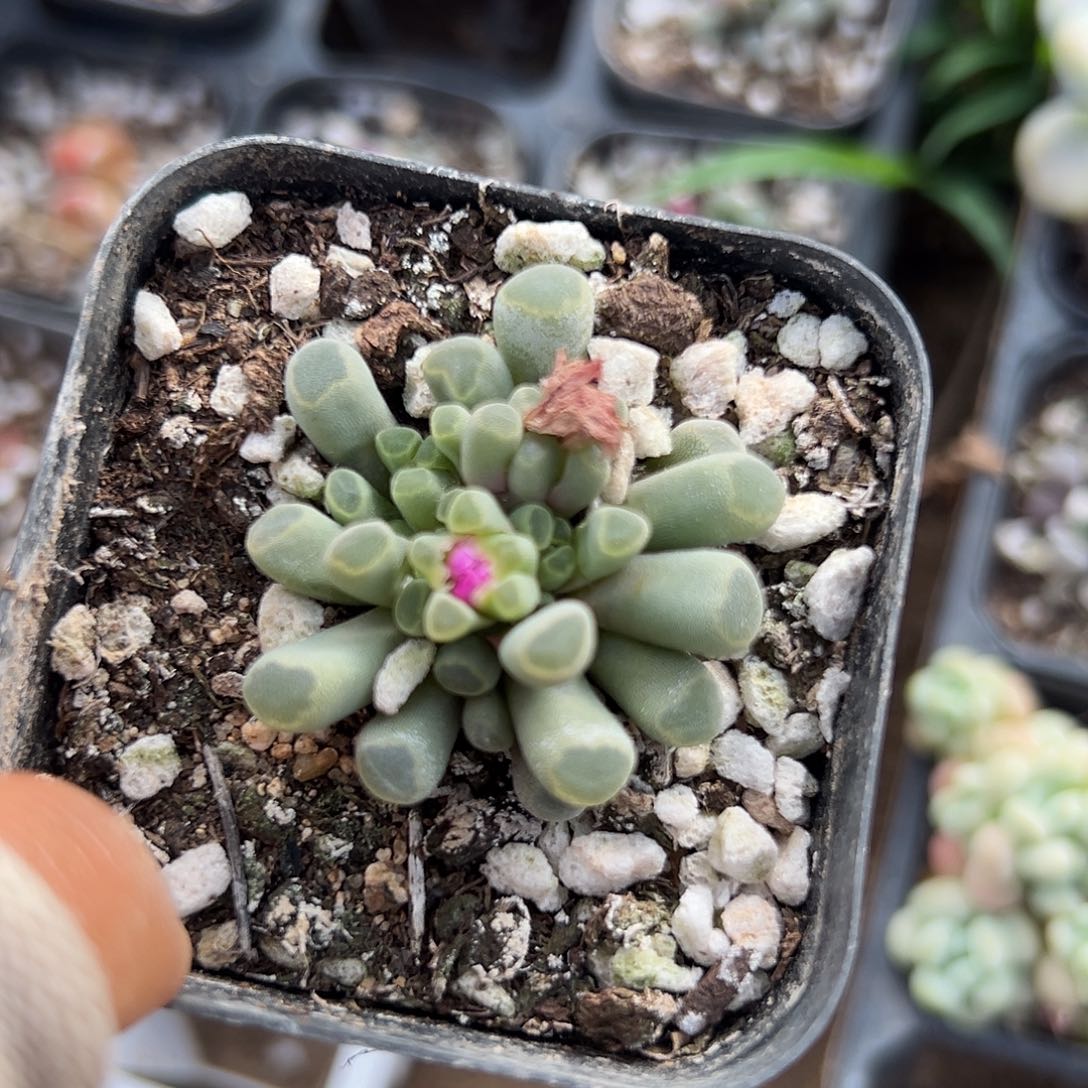 父母痛我摸摸摸摸呃呃呃