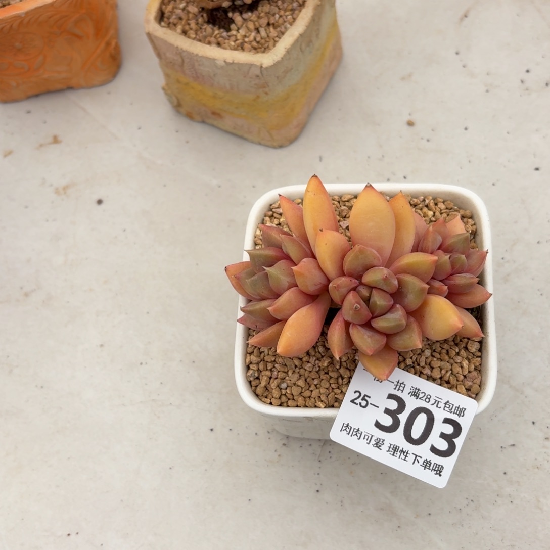 红象牙无盆土发货呀