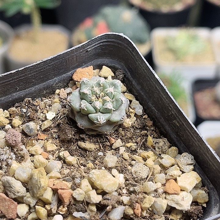 赤花娇丽2公分0000