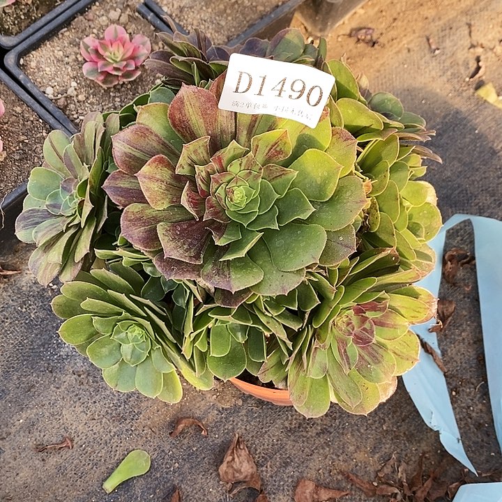 1490花月夜多肉植物