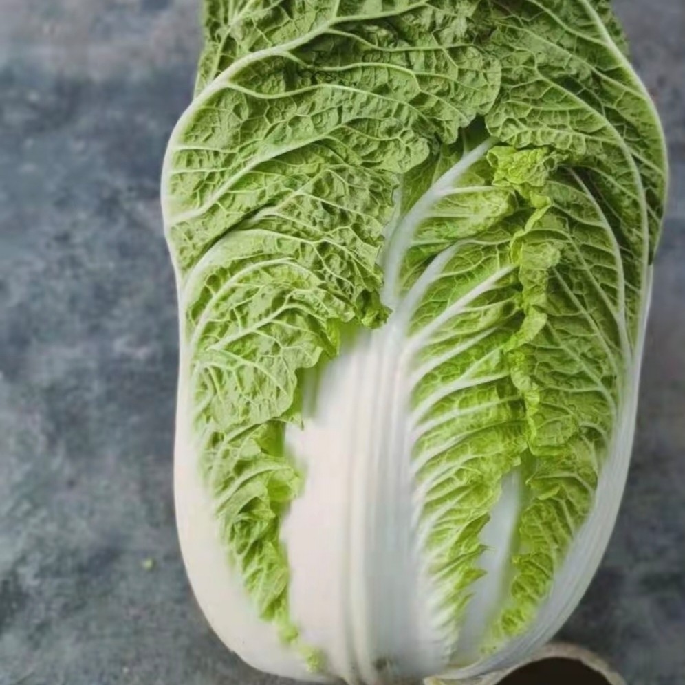 50大白菜秧苗冬季大白菜，叶色绿，内叶嫩黄，叶球柱状，品质佳，高产
