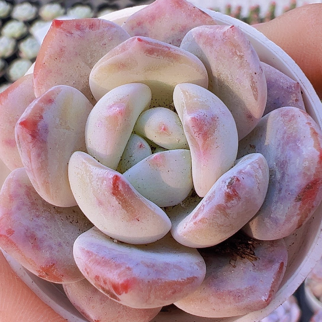 雪茶19包邮多肉植物