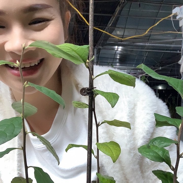 无花朵变色龙29.9