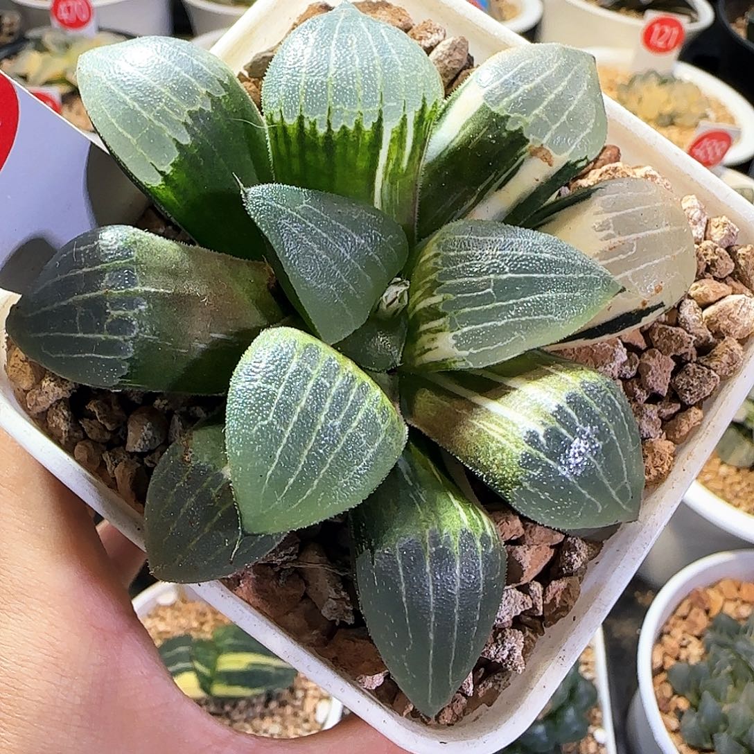 264号实生克锦一物一拍带盆土