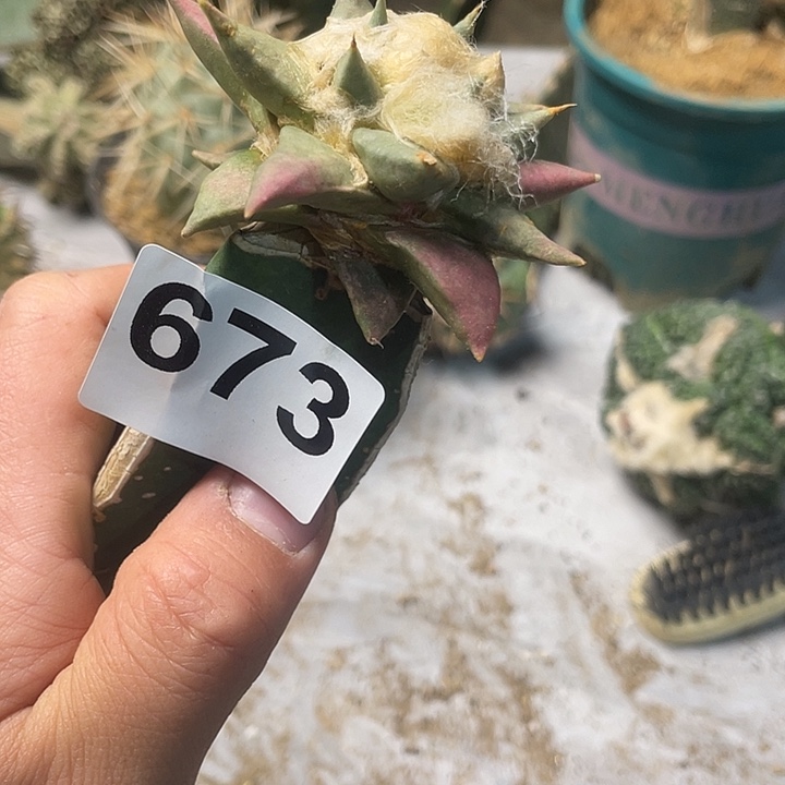 完全开放673龙角锦
