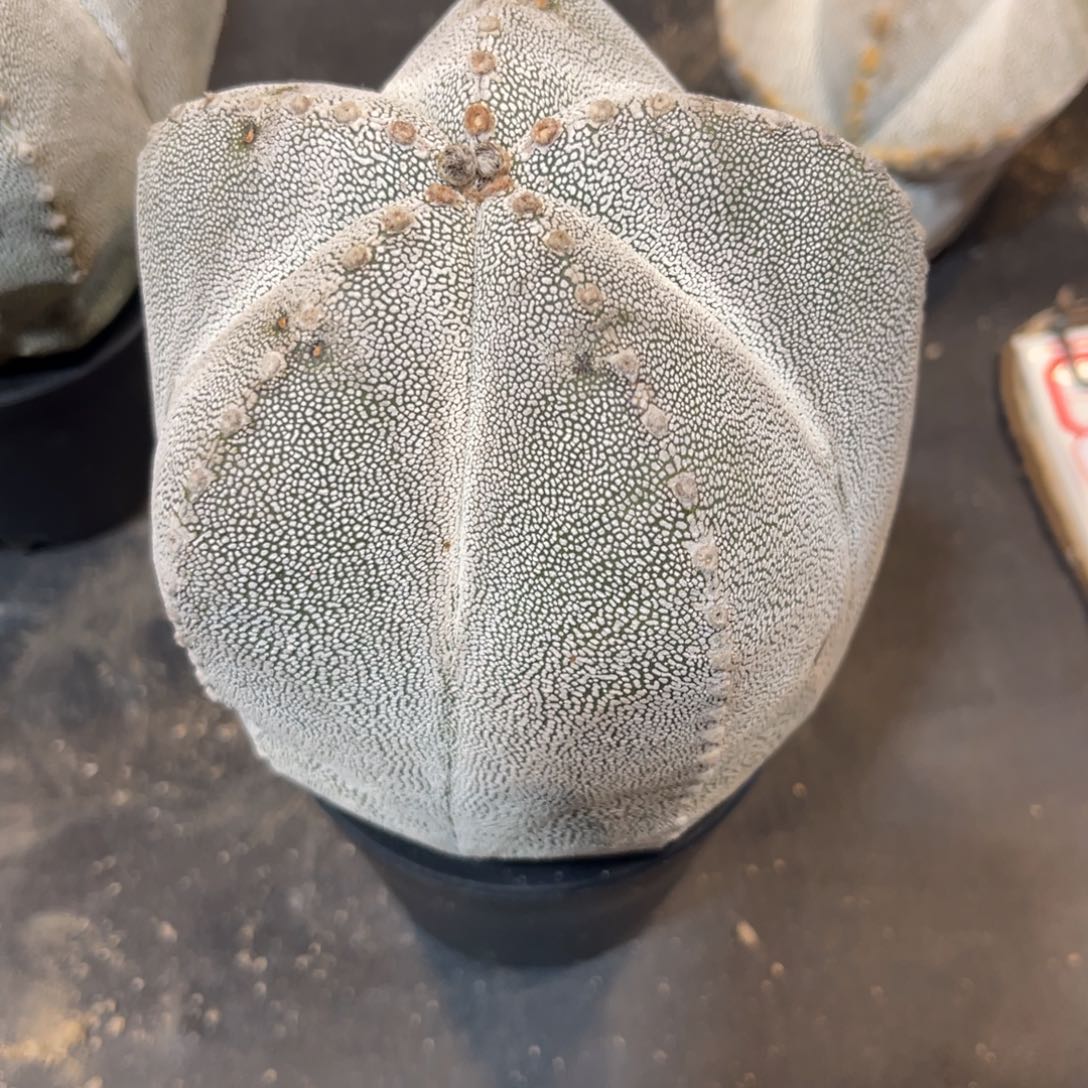 九***莉完全开放哈哈哈哈哈哈哈哈哈哈哈哈