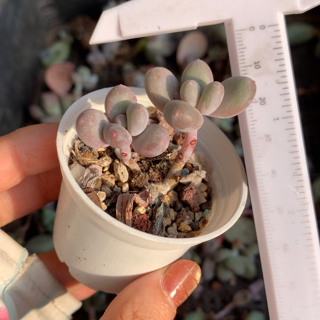 彩虹奶酪还好哈哈哈