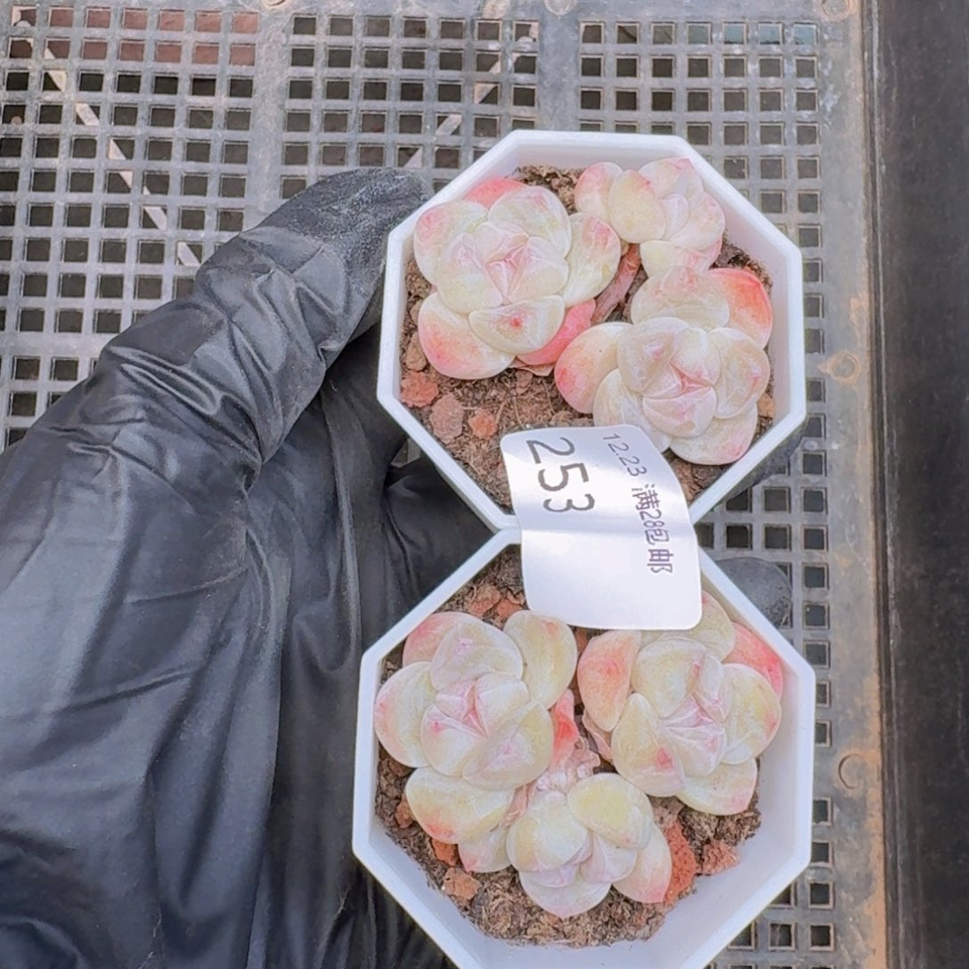 R***y2颗3头冰玉一组脱土