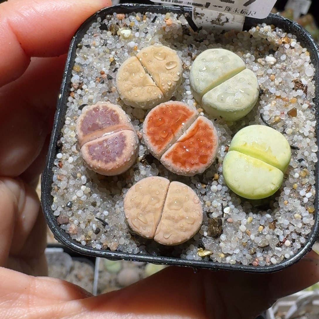 高品质生石花清清3029