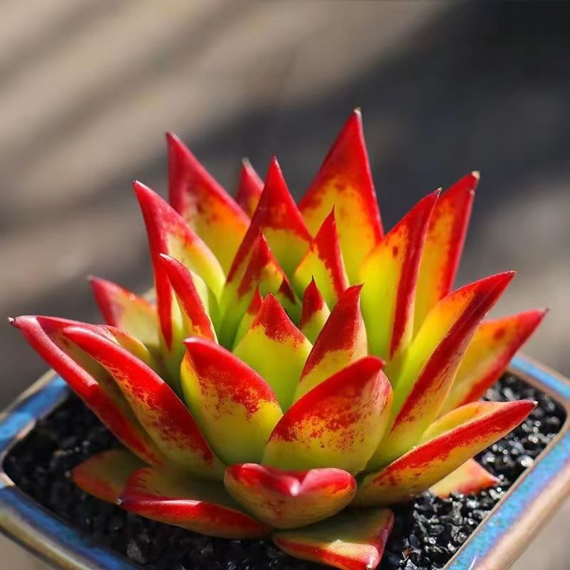 口红多肉植物满15包邮 好养易活适合办公室阳台美观净化空