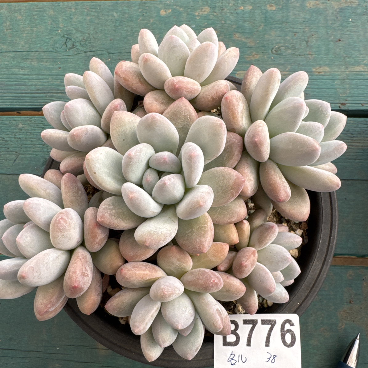 B776，名儿，多肉植物香水