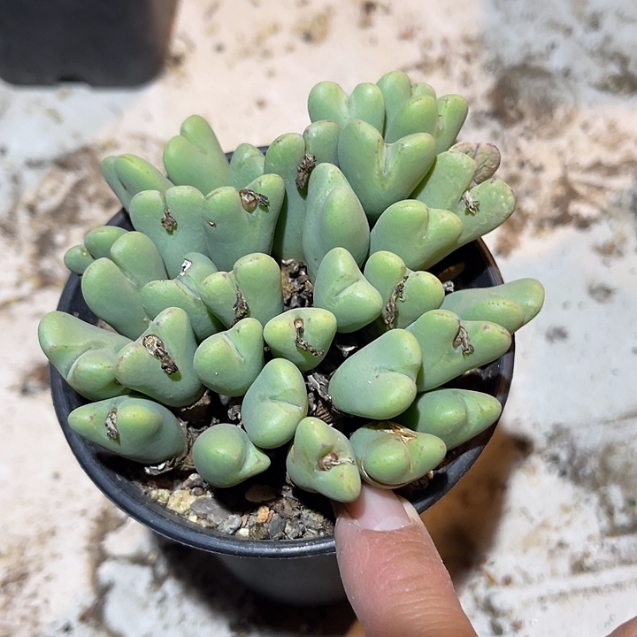 满38包邮2天凑单，脱土晾根发货多肉植物