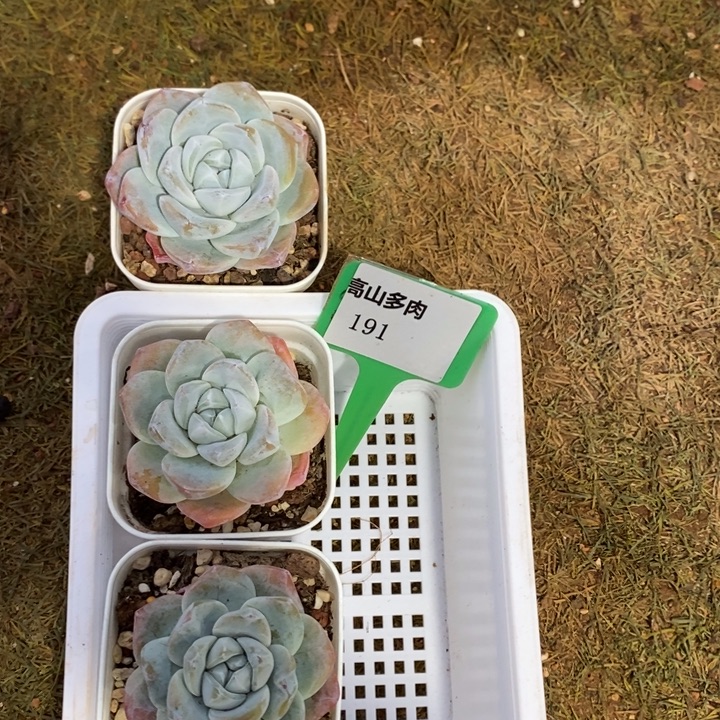 D191- 直播福利 冰玉三颗