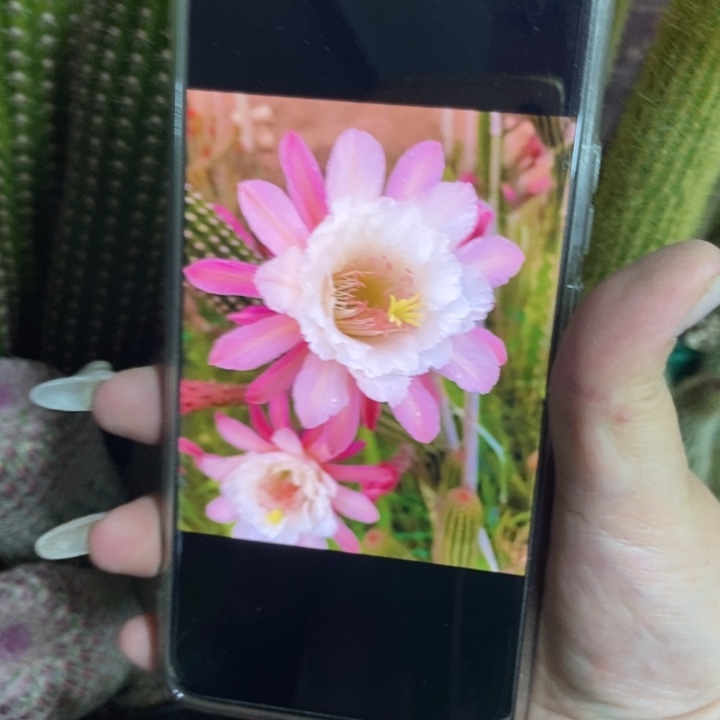 仙人球卡布奇诺单个自根一个