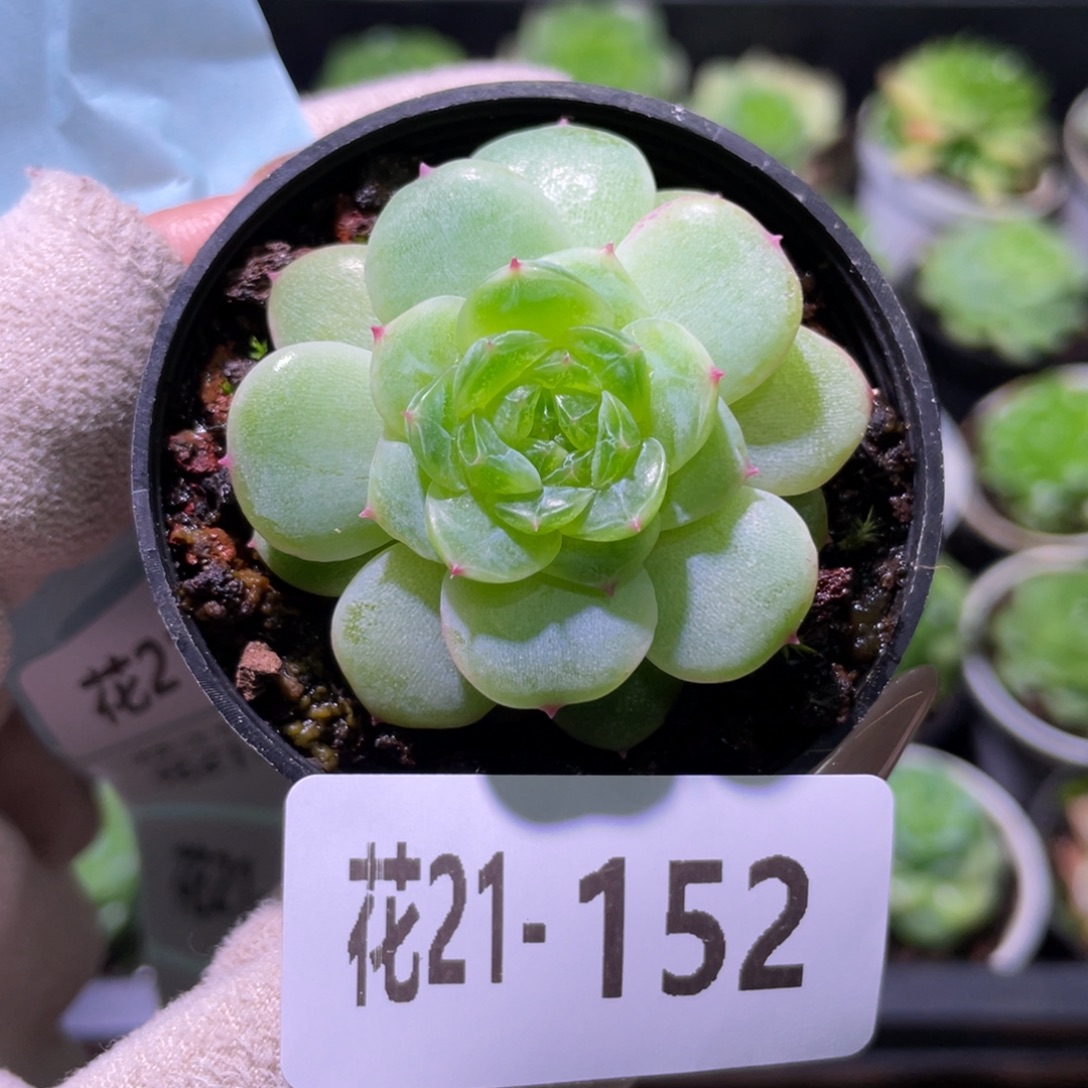 花利美21-152新品