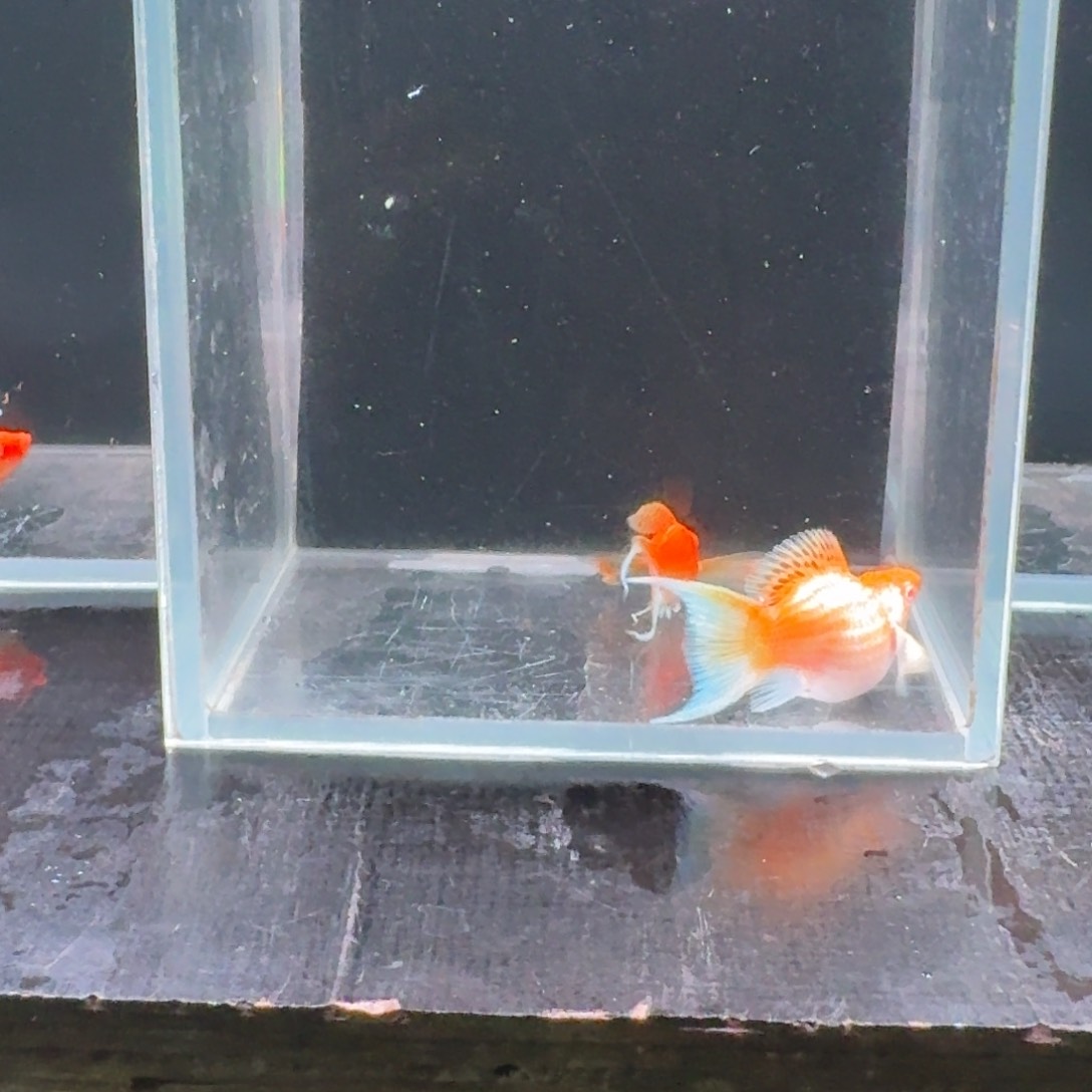 孔雀鱼1号玛丽2条