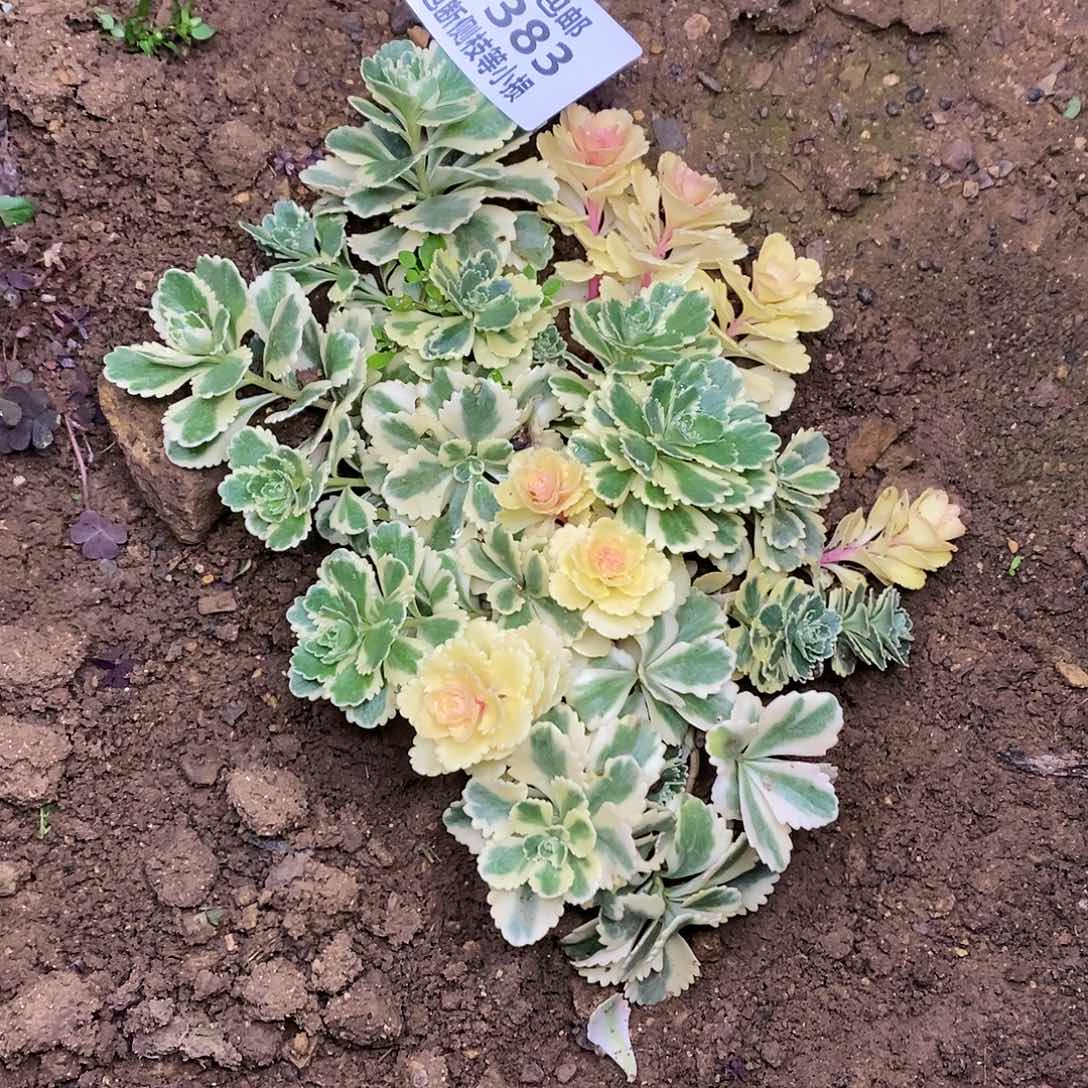 383亚特兰蒂斯锦多肉法师锦