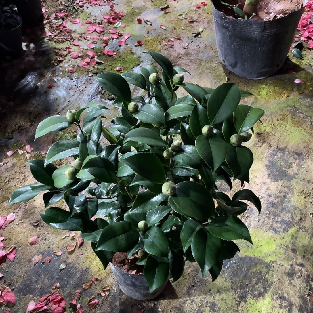 华***哥完全开放克瑞墨茶花