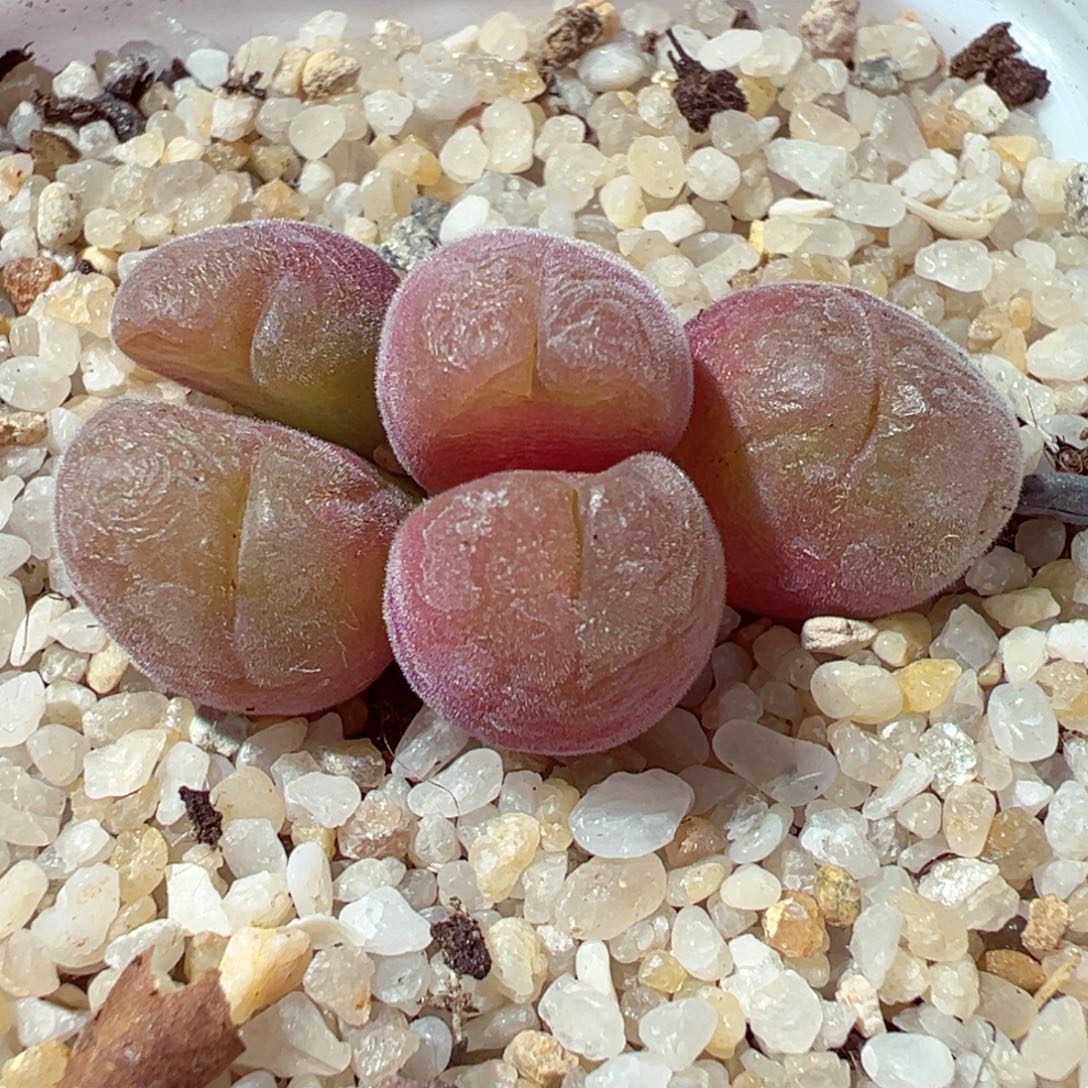 1209-195多肉多日