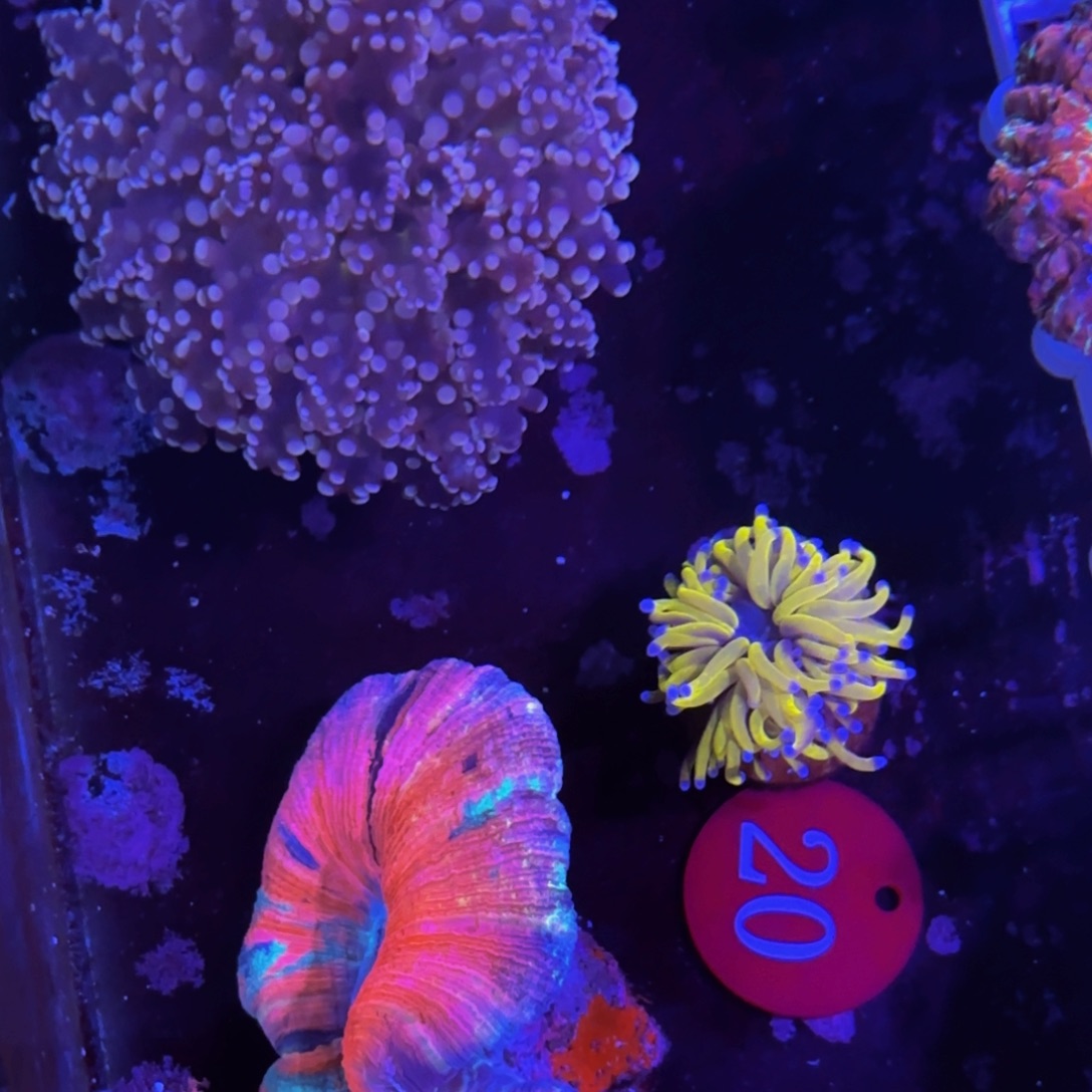 万鱼来朝海水观赏