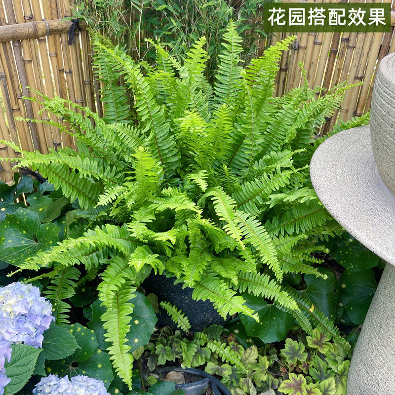 蕨类大集合一物一拍庭院花园花镜搭配造景四季常青