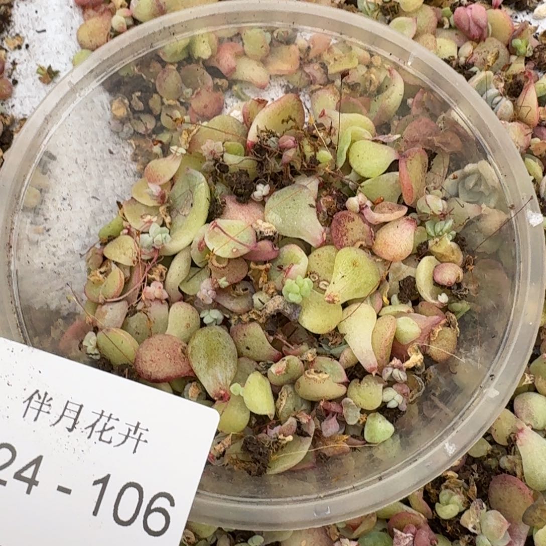 保底五十片叶子量拍24-106