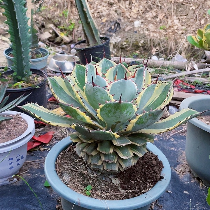 芦***苇完全开放吉祥冠锦老桩裸根发货