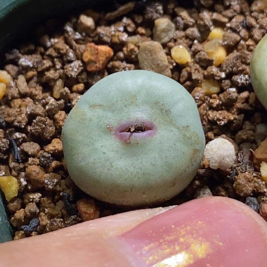 1380b小红嘴1380b小红嘴