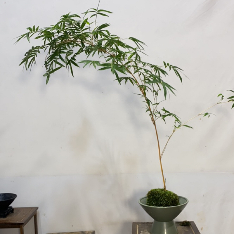 红观音竹绿观音竹室内外水培苔藓球绿植盆栽观赏竹子