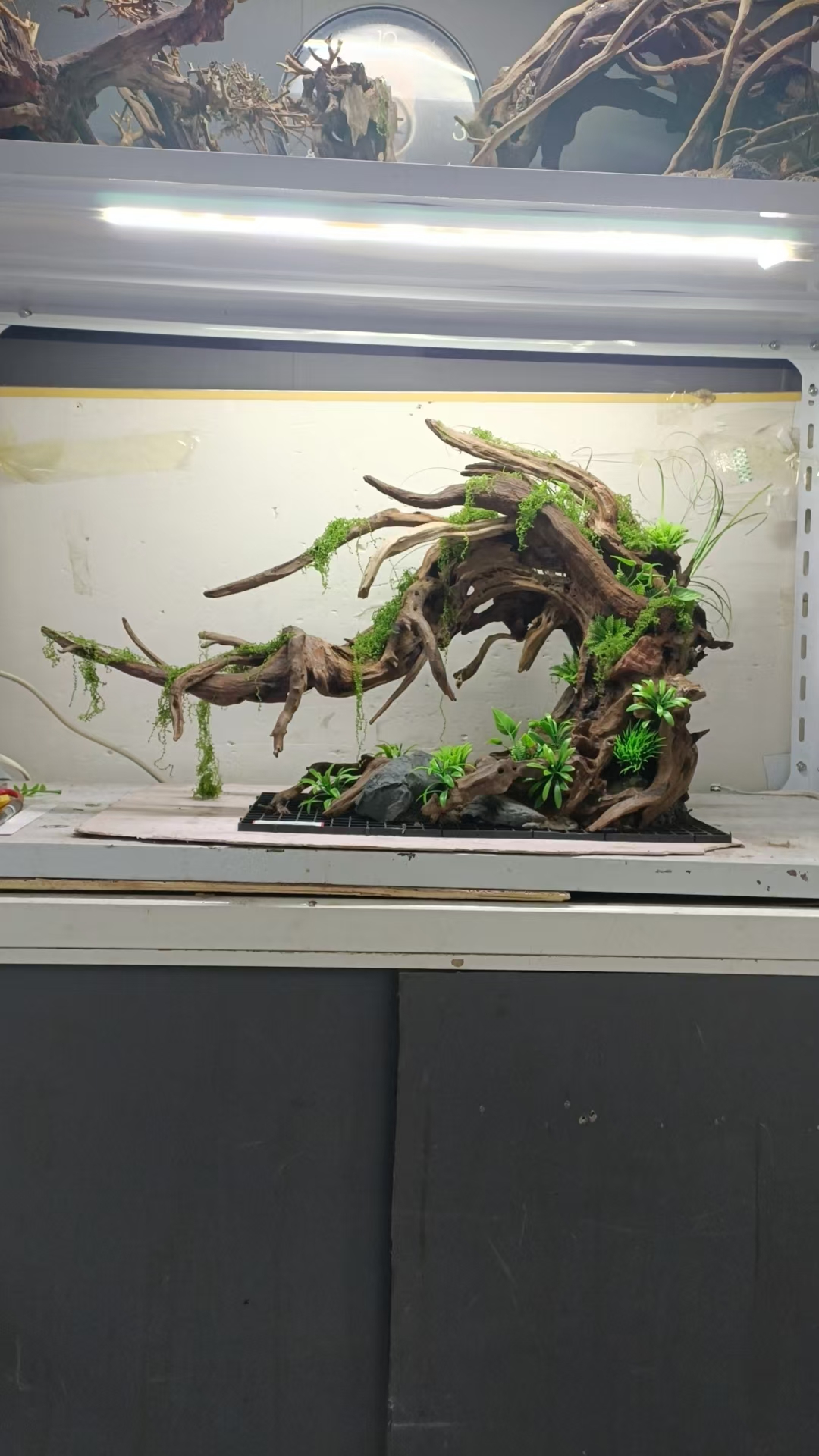 南美飘枝骨架水草缸造景ADA造景骨架鱼缸造景南美倒飘一体沉木