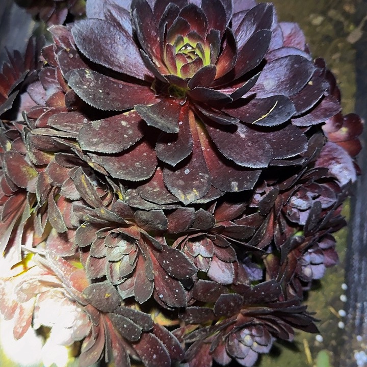 黑美人巨无霸福利