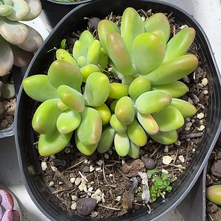 青蛙王子儿童牙膏套装11
