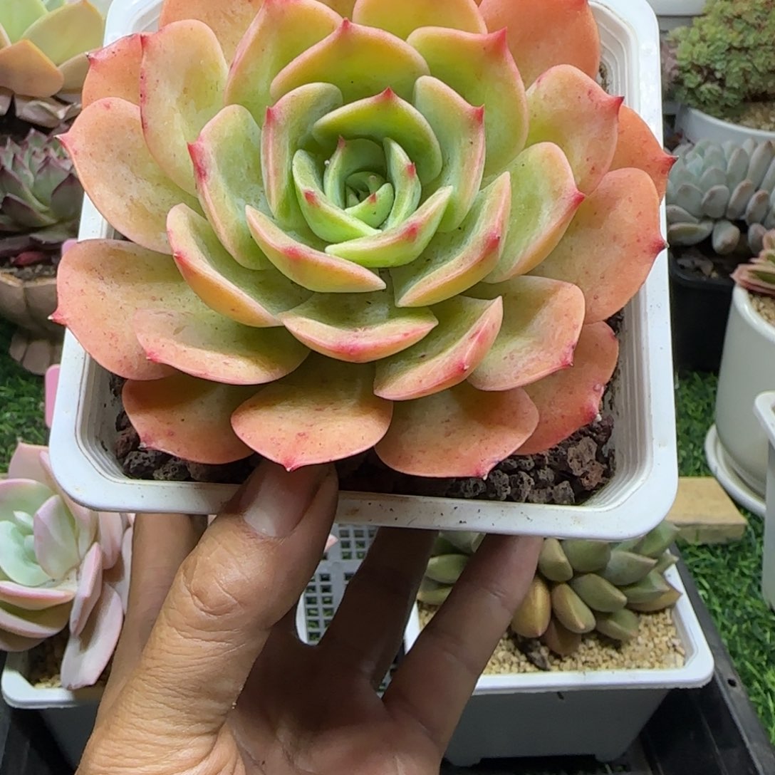 锦安精品多肉植物232