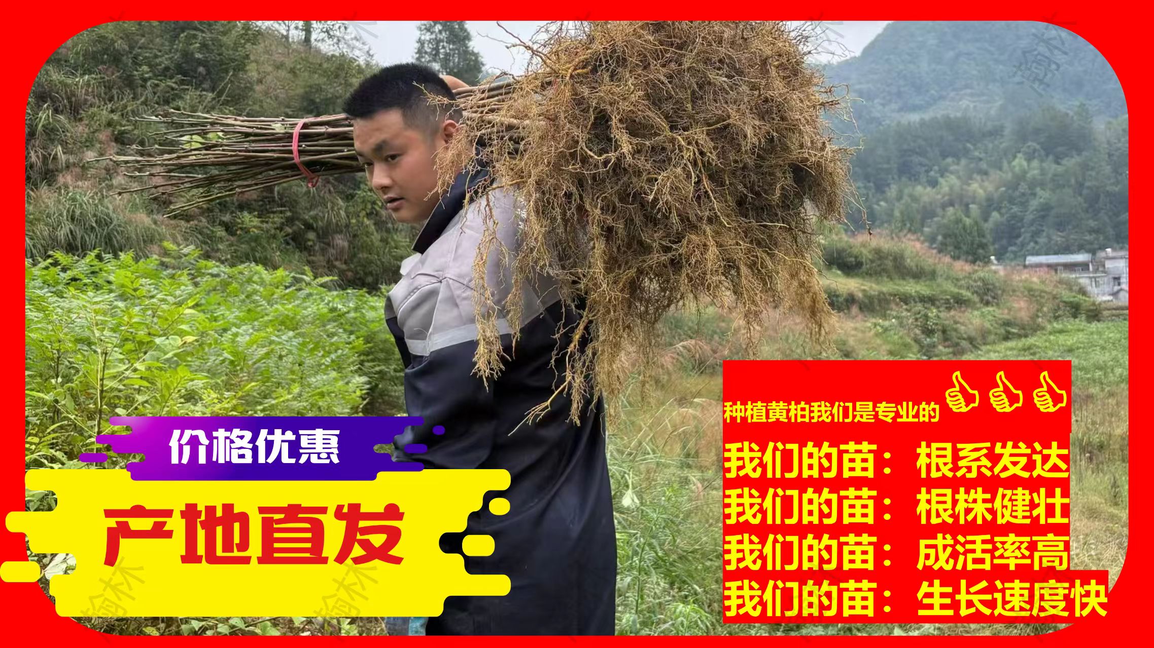 移栽厚皮川黄柏苗 根系发达 成活率高  生长周期短 缩短收益时间