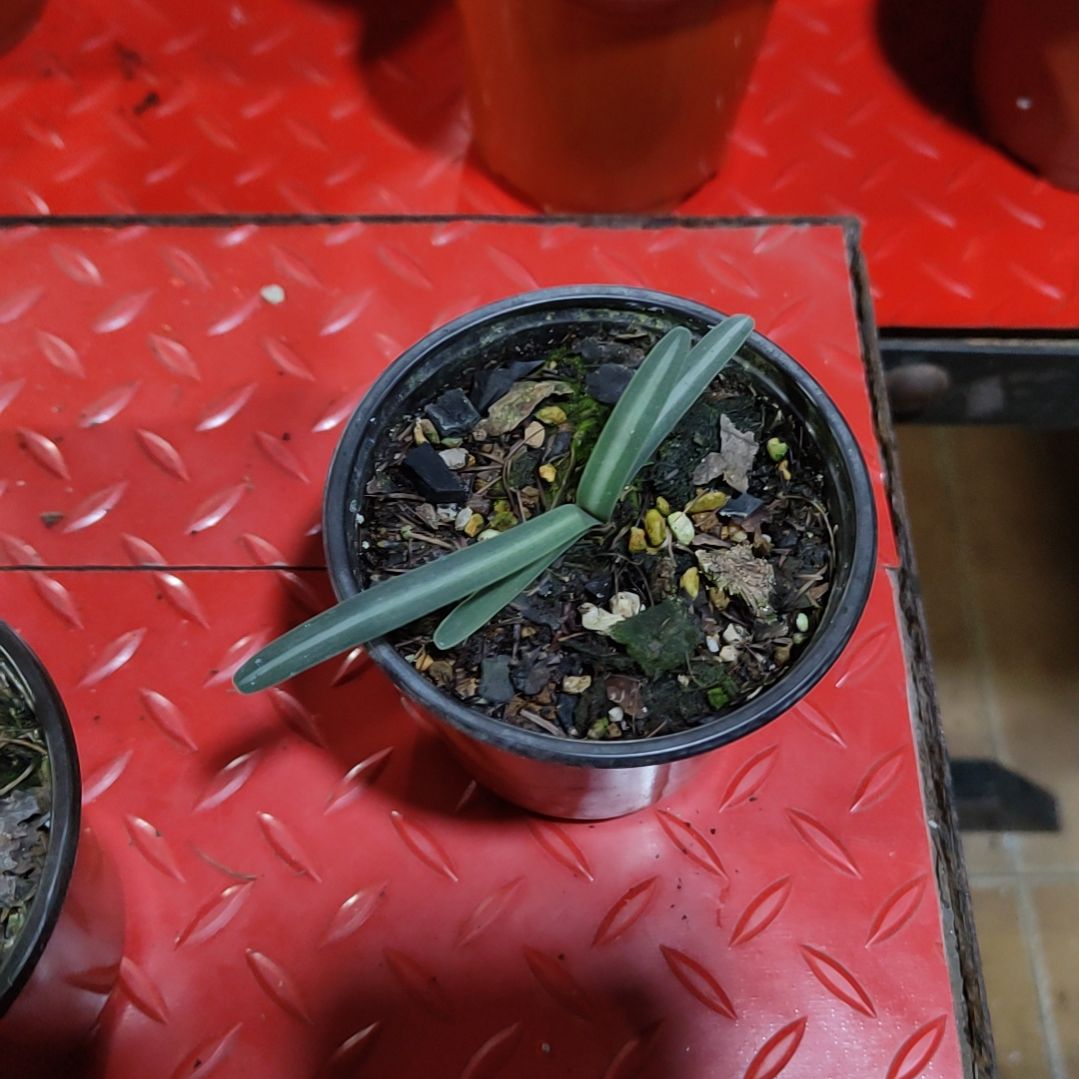 完全开放宽线毛兰一物一拍