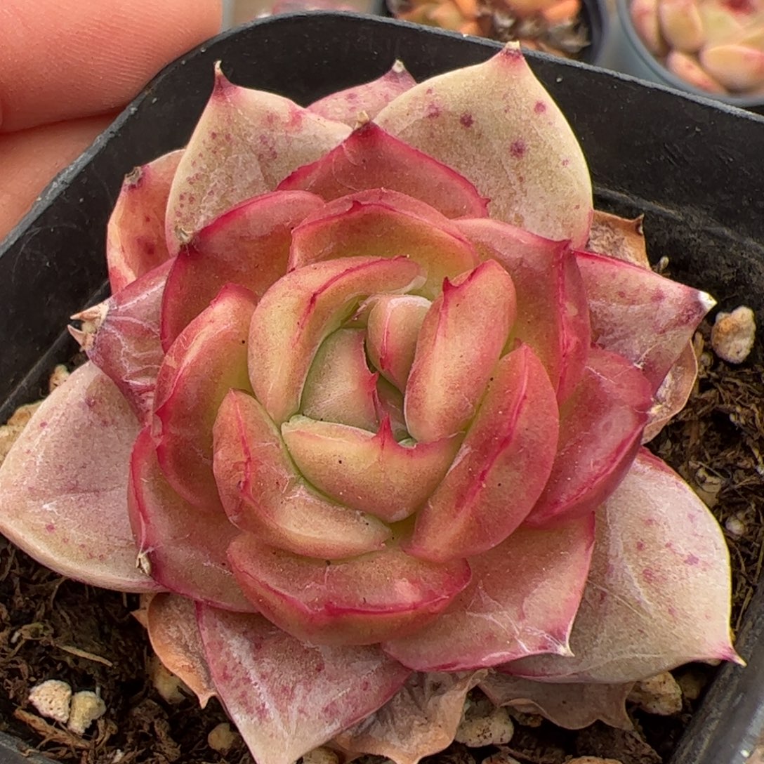 099多肉植物组合盆栽