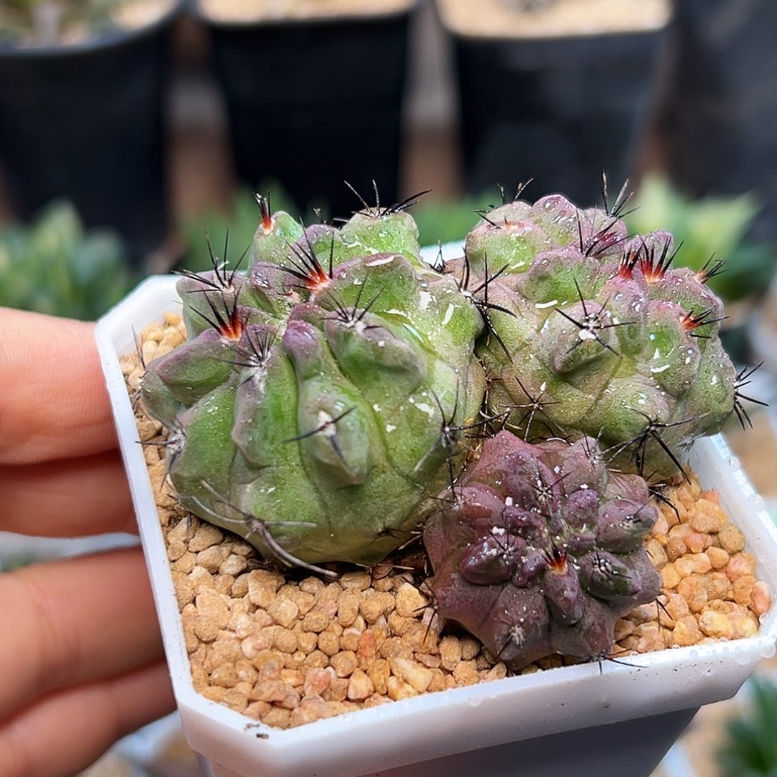 三头自根素妆玉一颗