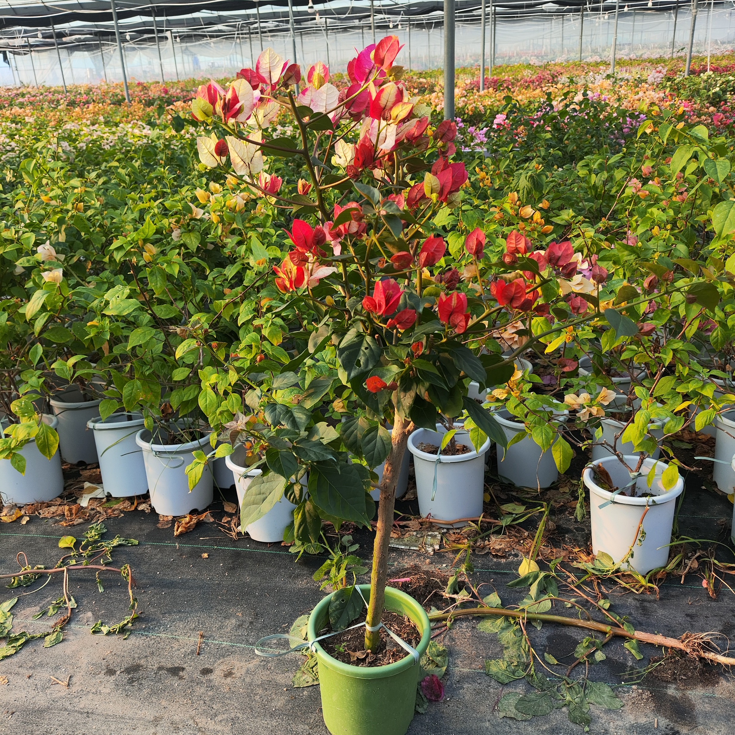 【哪吒】【老桩棒棒糖】三角梅四季勤花好养活低于5度自行拍保温