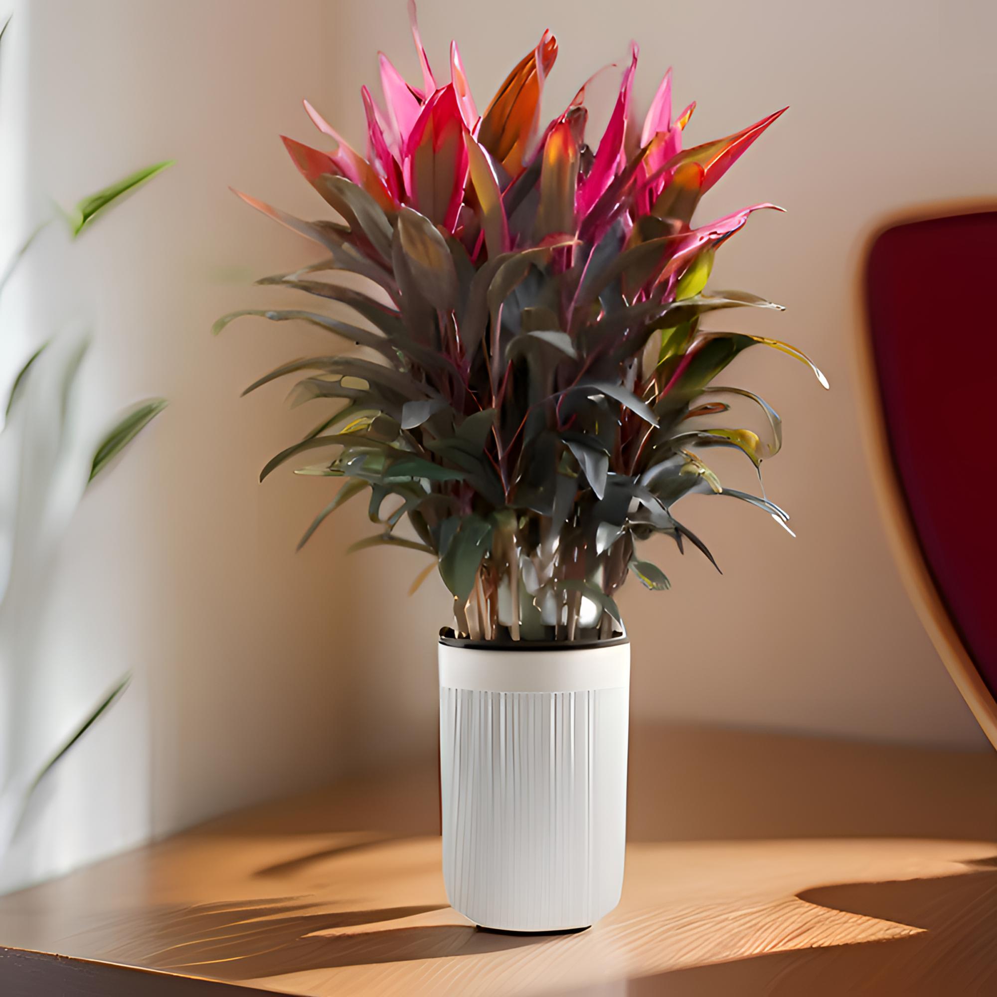 红叶朱蕉优美盆栽客厅除甲醛绿植大型室内好养活水培红叶铁植物