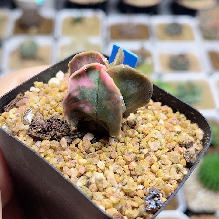 散斑锦鸾凤玉实生球