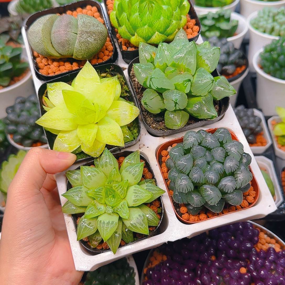 玉露六件套多肉，原盆