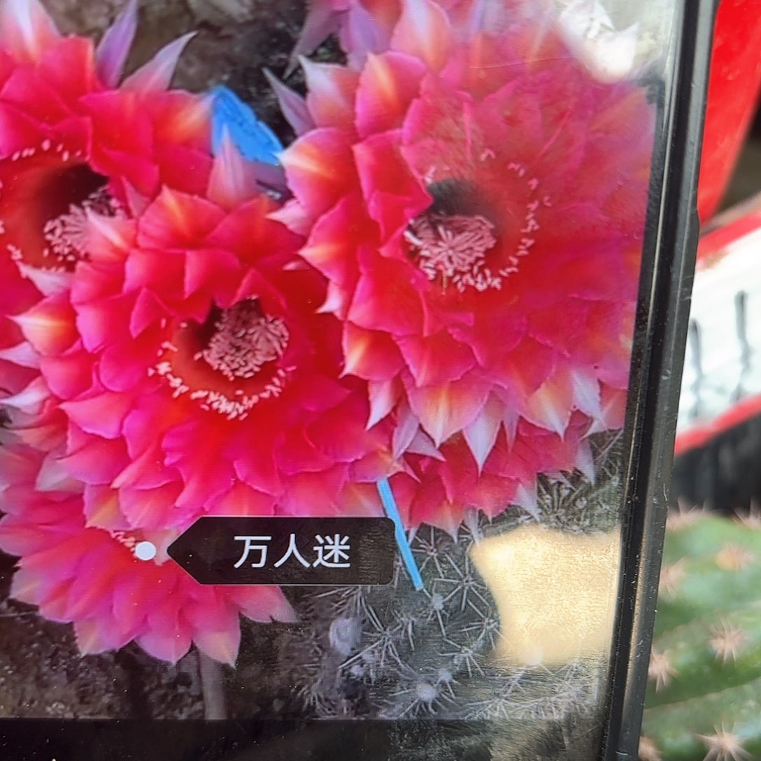 万人人迷彩歪20包邮侧牙仙人球29