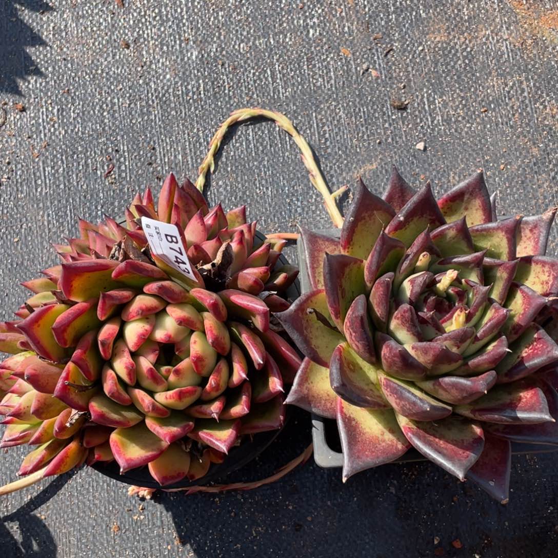 无花朵若如东云组拍B743